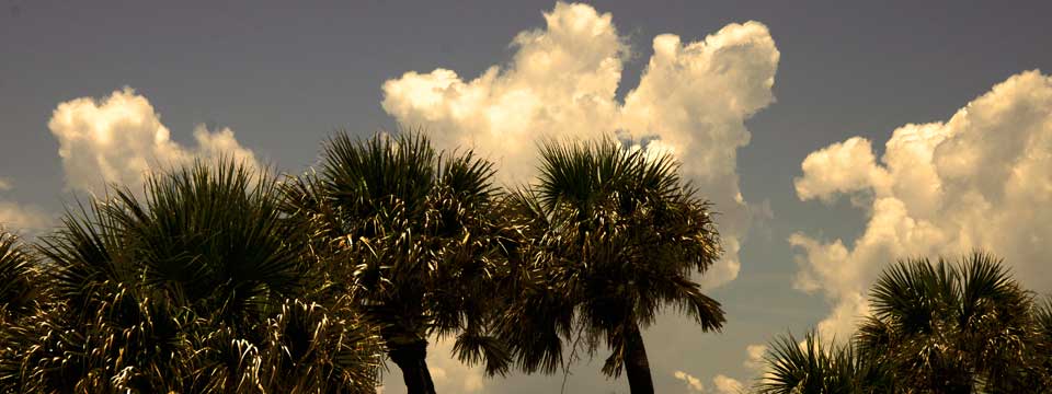 Palm Trees and Clouds Florida Beach Scene